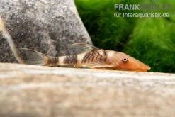 Orange-Otocinclus, Nannoptoma Spec. Orange -Zoohandlung Hypoptopoma sp Peru Orange 12