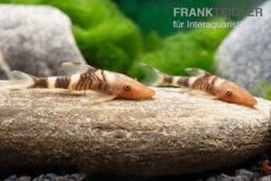 Orange-Otocinclus, Nannoptoma Spec. Orange -Zoohandlung Hypoptopoma sp Peru Orange 8