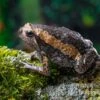 Indischer Ochsenfrosch, Kaloula Pulchra -Zoohandlung Indischer Ochsenfrosch Kaloula pulchra 1