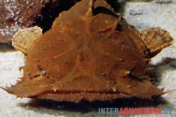 Indonesischer Großmaulwels, Chaca Bankanensis 9 Indonesischer Großmaulwels, Chaca Bankanensis -Zoohandlung Indonesischer Grossmaulwels Chaca bankanensis 2