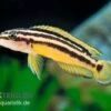 Streifen-Schlankcichlide, Julidochromis Ornatus YELLOW, DNZ 2 Streifen-Schlankcichlide, Julidochromis Ornatus YELLOW, DNZ -Zoohandlung Julidochromis ornatus YELLOW Schlankcichlide