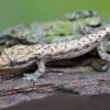 Jungferngecko, Lepidodactylus Lugubris -Zoohandlung Jungferngecko Lepidodactylus lugubris