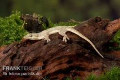 Jungferngecko, Lepidodactylus Lugubris -Zoohandlung Jungferngecko Lepidodactylus lugubris1