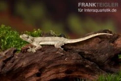 Zoohandlung -Zoohandlung Jungferngecko Lepidodactylus lugubris2