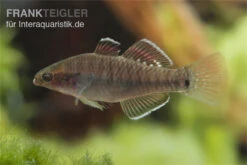 Kaisergrundel, Hypseleotris Compressa, 4-5 Cm -Zoohandlung Kaisergrundel Hypseleotris compressa