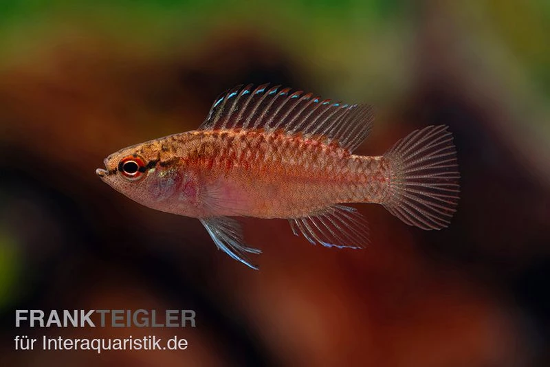 Kajal-Zwergblaubarsch, Dario Kajal (paarweise) 4 Kajal-Zwergblaubarsch, Dario Kajal (paarweise) – Bild 2