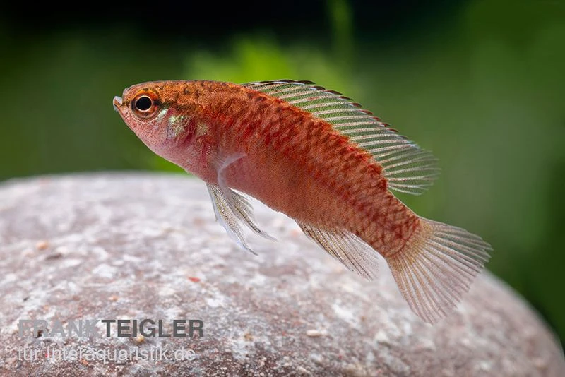 Kajal-Zwergblaubarsch, Dario Kajal (paarweise) 5 Kajal-Zwergblaubarsch, Dario Kajal (paarweise) – Bild 3