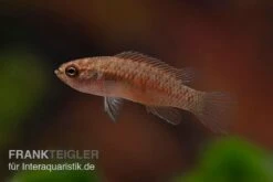 Kajal-Zwergblaubarsch, Dario Kajal (paarweise) 9 Kajal-Zwergblaubarsch, Dario Kajal (paarweise) -Zoohandlung Kajal Zwergblaubarsch Dario kajal 4