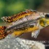 Kakaduzwergbuntbarsch Rot, Apistogramma Cacatuoides, Paarweise 2 Kakaduzwergbuntbarsch Rot, Apistogramma Cacatuoides, Paarweise -Zoohandlung Kakaduzwergbuntbarsch rot Apistogramma cacatuoides paarweise 1
