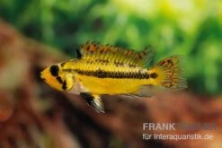 Kakaduzwergbuntbarsch Rot, Apistogramma Cacatuoides, Paarweise -Zoohandlung Kakaduzwergbuntbarsch rot Apistogramma cacatuoides paarweise 3