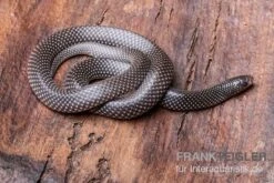 Kap-Wolfsnatter, Lycophidion Capense