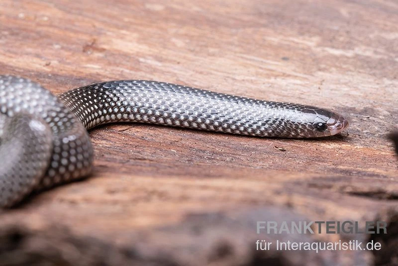 Kap-Wolfsnatter, Lycophidion Capense 4 Kap-Wolfsnatter, Lycophidion Capense – Bild 2