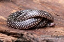 Kap-Wolfsnatter, Lycophidion Capense 7 Kap-Wolfsnatter, Lycophidion Capense -Zoohandlung Kap Wolfsnatter Lycophidion capense 3 neu jpg