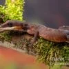 Katzengecko, Aeluroscalabotes Felinus 1 Katzengecko, Aeluroscalabotes Felinus -Zoohandlung Katzengecko Aeluroscalabotes felinus 1
