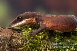 Katzengecko, Aeluroscalabotes Felinus -Zoohandlung Katzengecko Aeluroscalabotes felinus 3