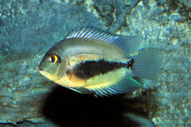 Keilfleckbuntbarsch, Uaru Amphiacanthoides 3 Keilfleckbuntbarsch, Uaru Amphiacanthoides