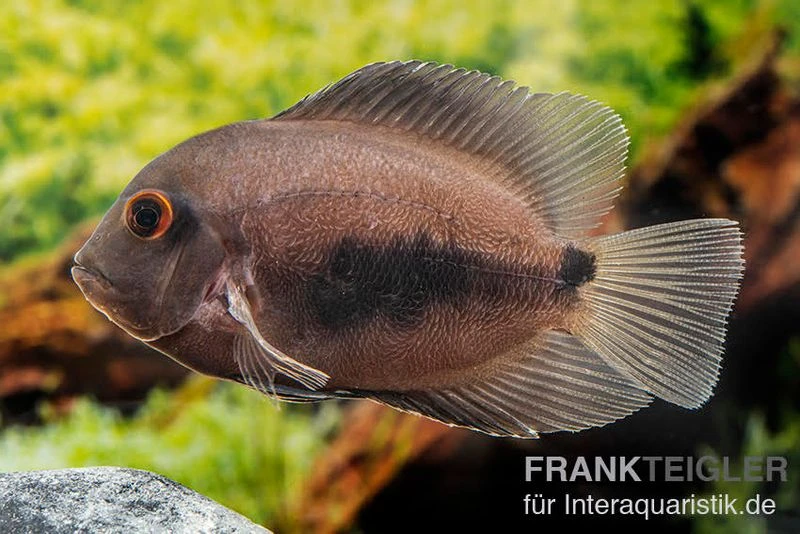 Keilfleckbuntbarsch, Uaru Amphiacanthoides 4 Keilfleckbuntbarsch, Uaru Amphiacanthoides – Bild 2