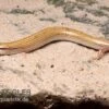 Keilschleiche, Chalcides Sepsoides 2 Keilschleiche, Chalcides Sepsoides -Zoohandlung Keilschleiche Chalcides sepsoides