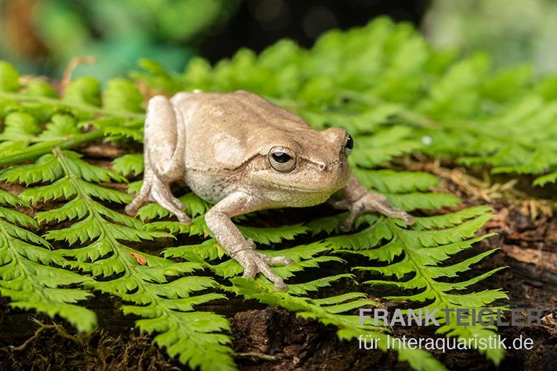 Kiefernwald-Laubfrosch, Hyla Femoralis 4 Kiefernwald-Laubfrosch, Hyla Femoralis – Bild 2
