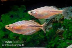 Kiura-Regenbogenfisch, Melanotaenia Cf. Goldiei "Kiura", 5 Tiere -Zoohandlung Kiura Regenbogenfisch Melanotaenia cf goldiei Kiura 2 Paare 1