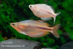 Kiura-Regenbogenfisch, Melanotaenia Cf. Goldiei "Kiura", 5 Tiere -Zoohandlung Kiura Regenbogenfisch Melanotaenia cf goldiei Kiura 2 Paare 2