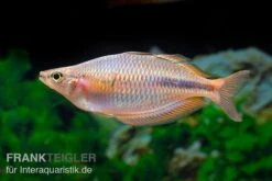 Kiura-Regenbogenfisch, Melanotaenia Cf. Goldiei "Kiura", 5 Tiere -Zoohandlung Kiura Regenbogenfisch Melanotaenia cf goldiei Kiura 2 Paare 3