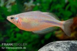Kiura-Regenbogenfisch, Melanotaenia Cf. Goldiei "Kiura", 5 Tiere -Zoohandlung Kiura Regenbogenfisch Melanotaenia cf goldiei Kiura 2 Paare 5