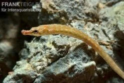 Kleine Süßwassernadel, Enneacampus Ansorgii