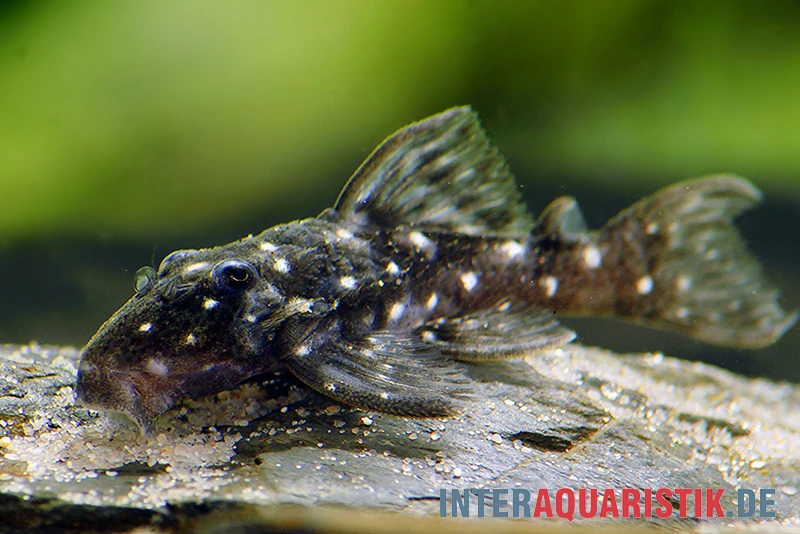 Kleiner Orinoco-Saugwels, L 280, Micracanthicus Vandragti 3 Kleiner Orinoco-Saugwels, L 280, Micracanthicus Vandragti