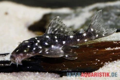 Kleiner Orinoco-Saugwels, L 280, Micracanthicus Vandragti 7 Kleiner Orinoco-Saugwels, L 280, Micracanthicus Vandragti -Zoohandlung Kleiner Orinoco Saugwels L 280 Micracanthicus vandragti 3