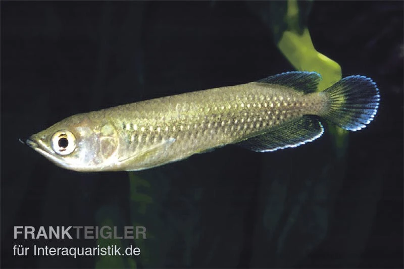 Australischer Knochenzüngler, Scleropages Jardini 3 Australischer Knochenzüngler, Scleropages Jardini