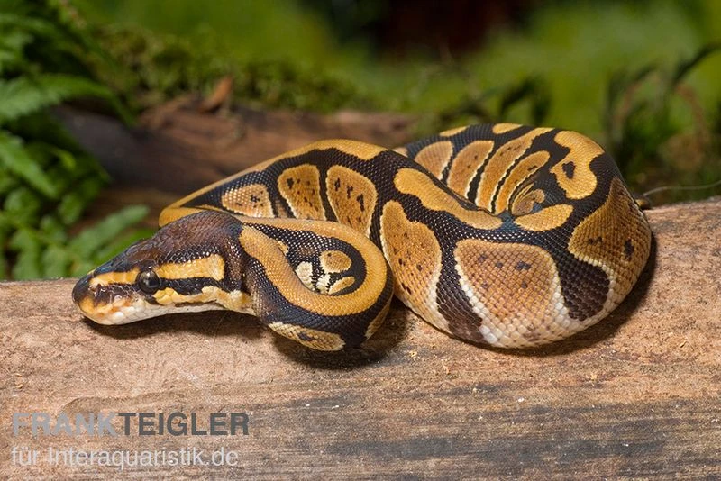 Königspython, Python Regius 3 Königspython, Python Regius