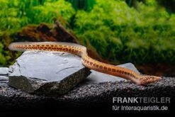 Kongo-Stachelaal, Mastacembelus Cf. Greshoffi (Kongo) -Zoohandlung Kongo Stachelaal Mastacembelus cf greshoffi Kongo 1