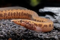 Kongo-Stachelaal, Mastacembelus Cf. Greshoffi (Kongo) -Zoohandlung Kongo Stachelaal Mastacembelus cf greshoffi Kongo 2