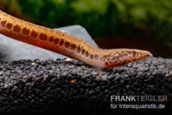 Kongo-Stachelaal, Mastacembelus Cf. Greshoffi (Kongo) -Zoohandlung Kongo Stachelaal Mastacembelus cf greshoffi Kongo 5