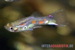 Kongo-Wildguppy, Poecilia Sp. Congo Guppy, 10 Paare (20 Fische) -Zoohandlung Kongo Wildguppy Poecilia sp Congo Guppy 1