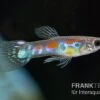 Kongo-Wildguppy, Poecilia Sp. Congo Guppy, 10 Paare (20 Fische) -Zoohandlung Kongo Wildguppy Poecilia sp Congo Guppy 10 Paare 1