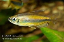 Goldener Kongosalmler, Phenacogrammus Aurantiacus -Zoohandlung Kongosalmler Phenacogrammus aurantiacus 2
