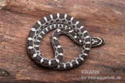 Kornnatter, Pantherophis Guttatus ANERY