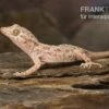 Krokodilgecko, Cyrtopodion Scabrum -Zoohandlung Krokodilgecko Cyrtopodion scabrum 1