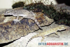 Krokodilgecko, Cyrtopodion Scabrum 7 Krokodilgecko, Cyrtopodion Scabrum -Zoohandlung Krokodilgecko Cyrtopodion scabrum 3