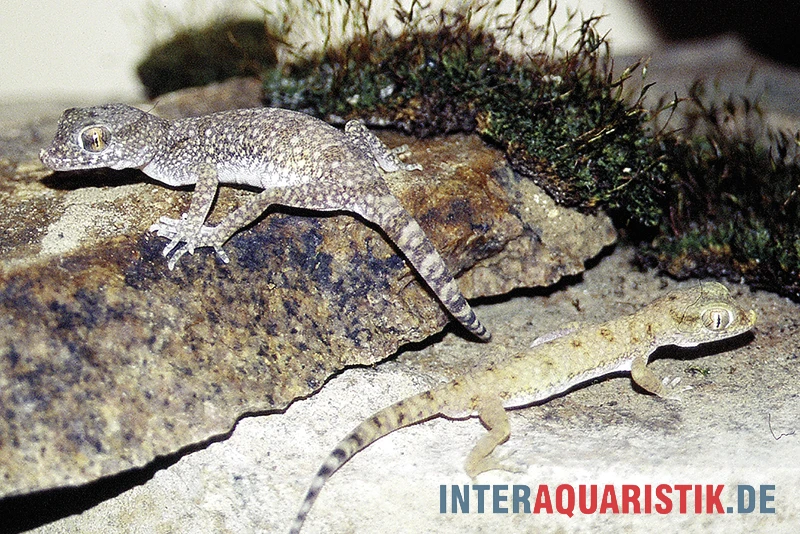 Krokodilgecko, Cyrtopodion Scabrum 5 Krokodilgecko, Cyrtopodion Scabrum – Bild 3