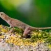 Kupferanolis, Anolis Cupreus 2 Kupferanolis, Anolis Cupreus -Zoohandlung Kupferanolis Anolis cupreus 1