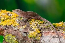 Kupferanolis, Anolis Cupreus -Zoohandlung Kupferanolis Anolis cupreus 3