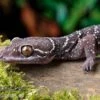 Gebänderter Blattzehengecko, Hemidactylus Fasciatus -Zoohandlung Kyabobo Waldgecko Hemidactylus kyaboboensis 1