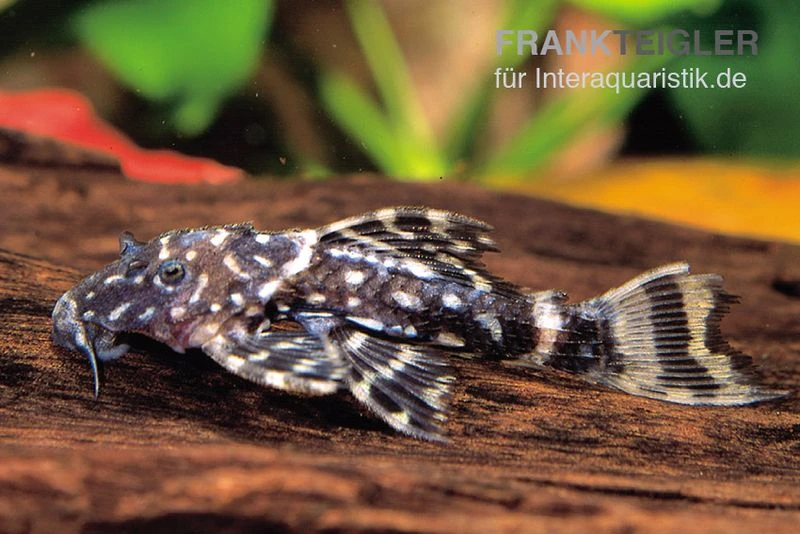 Variegatus-Kaktuswels, L65, Pseudacanthicus Sp. Variegatus, 10-15 Cm 3 Variegatus-Kaktuswels, L65, Pseudacanthicus Sp. Variegatus, 10-15 Cm