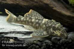 Orinoko-Guyanaharnischwels, Guyanancistrus Guahiborum "L106" -Zoohandlung L 106 Orinoko Guyanaharnischwels Guyanancistrus gua
