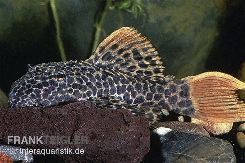 Leopard-Kaktuswels, L 114, LDA 7, L427 Pseudacanthicus Cf. Leopardus 5 Leopard-Kaktuswels, L 114, LDA 7, L427 Pseudacanthicus Cf. Leopardus – Bild 3