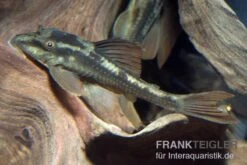 Wels L 137, Peruanischer Cochliodonwels, Panaque Sp. Bruno, 4-8 Cm