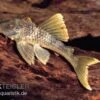 Wels L 141 / L 215 Ancistomus Snethlageae -Zoohandlung L 141 Ancistrinae sp